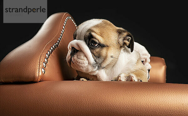 Porträt eines englischen Bulldoggenwelpen im Sessel liegend