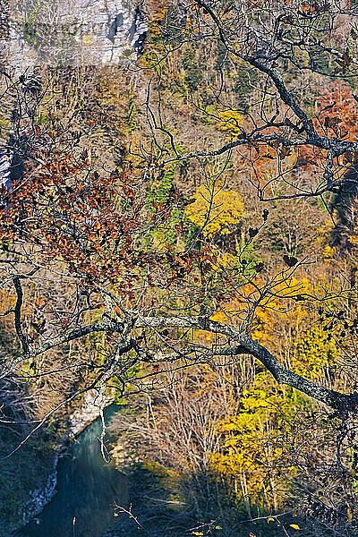 Herbstbäume mit Blick auf den darunter fließenden Fluss