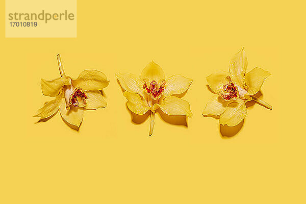 Studioaufnahme von drei Köpfen gelb blühender Orchideenblüten