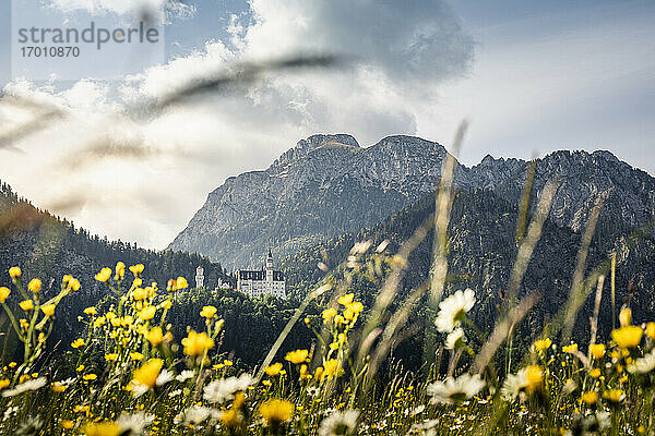 Deutschland  Bayern  Schwangau  Schloss Neuschwanstein und Berge mit gelben Blumen in der Wiese im Vordergrund