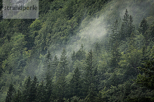 Über dem Wald aufsteigender Nebel