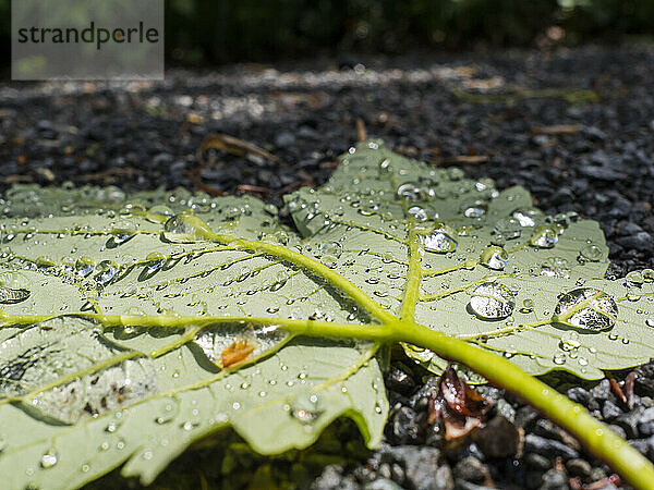 Wassertropfen auf grünem  abgefallenem Blatt