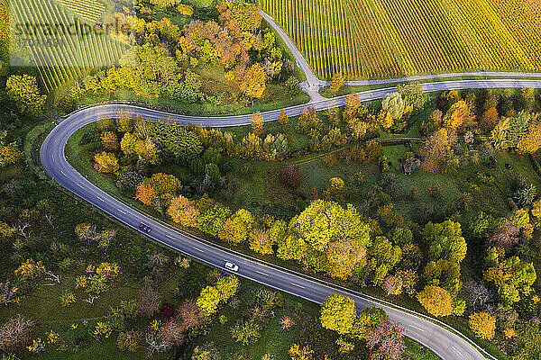 Luftaufnahme einer sich zwischen herbstlichen Weinbergen windenden Landstraße  Baden-Württemberg  Deutschland
