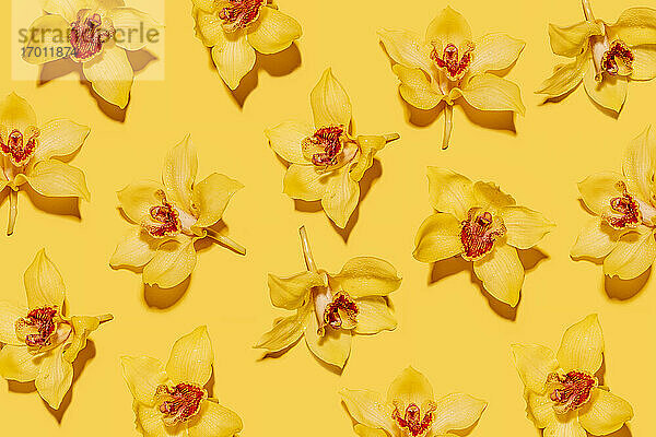 Muster von Köpfen gelb blühender Orchideen