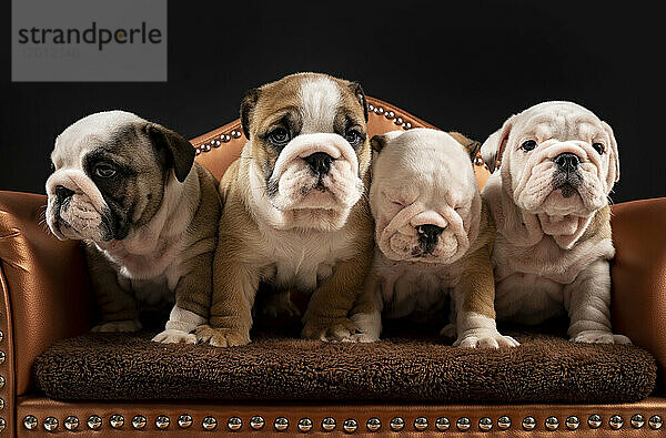 Porträt von vier englischen Bulldoggenwelpen  die in einem Sessel zusammenstehen