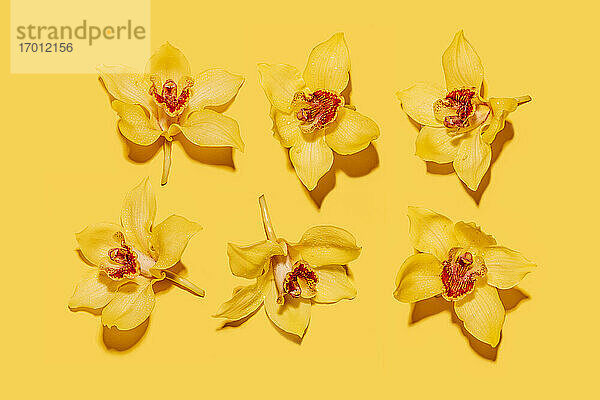 Studioaufnahme von Köpfen gelb blühender Orchideenblüten