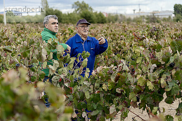 Männliche Landwirte stehen inmitten von Weintrauben
