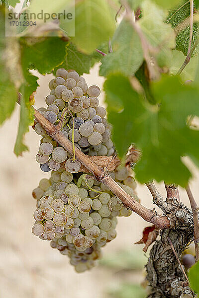 Traube weißer Weintrauben im Weinberg