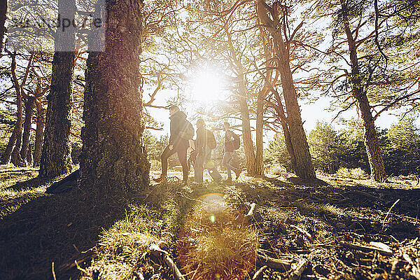 Silhouette Freunde wandern im Wald an einem sonnigen Tag