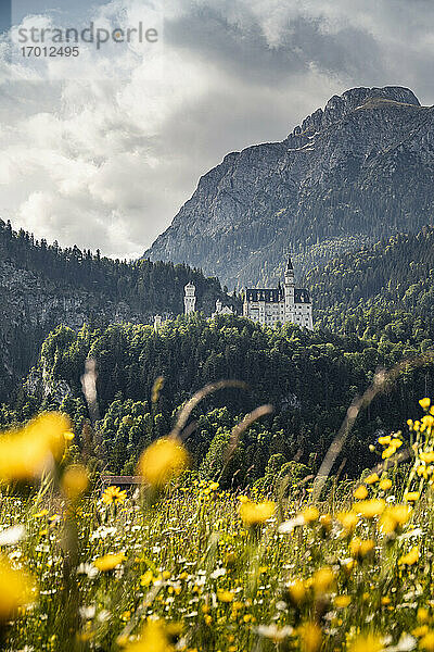 Deutschland  Bayern  Schwangau  Schloss Neuschwanstein und Berge mit gelben Blumen auf einer Wiese im Vordergrund