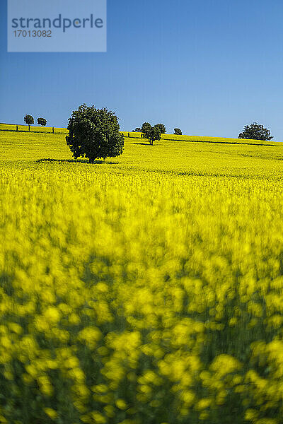 Australien  New South Whales  Gelbes Rübenfeld mit blauem Himmel