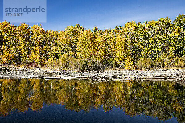 USA  Idaho  Sun Valley  Gelbe Herbstbäume im Wald spiegeln sich im Fluss