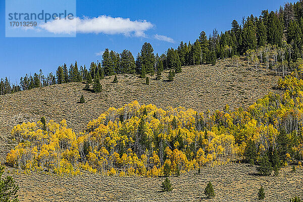USA  Idaho  Stanley  Gelbe Espenbäume in Berglandschaft