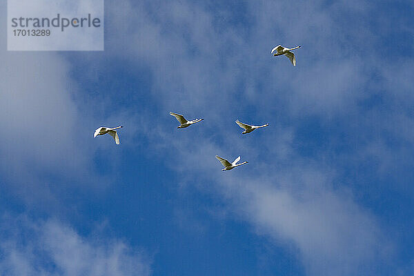 Schwarm Trompeterschwäne (Cygnus buccinator) fliegen gegen blauen Himmel
