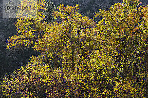 USA  New Mexico  Bandelier National Monument  Cottonwood Bäume im Bandelier National Monument