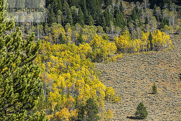 USA  Idaho  Stanley  Gelbe Espenbäume in Berglandschaft