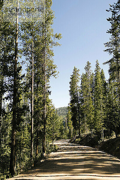 USA  Utah  Uinta National Park  Straße durch Wald in sonnigen Tag