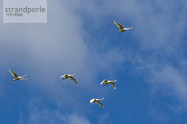 Schwarm Trompeterschwäne (Cygnus buccinator) fliegen gegen blauen Himmel