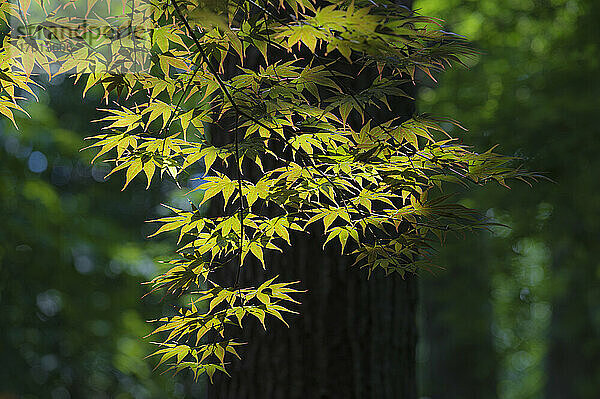 USA  Georgia  Lawrenceville  Blätter des japanischen Ahornbaums