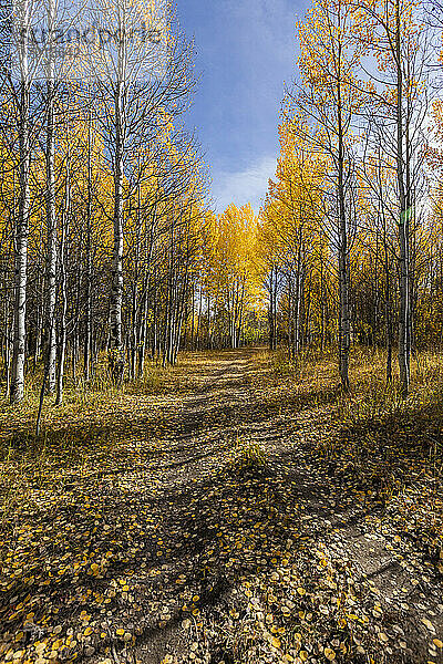 USA  Idaho  Sun Valley  Weg durch Herbstwald mit gelben Bäumen