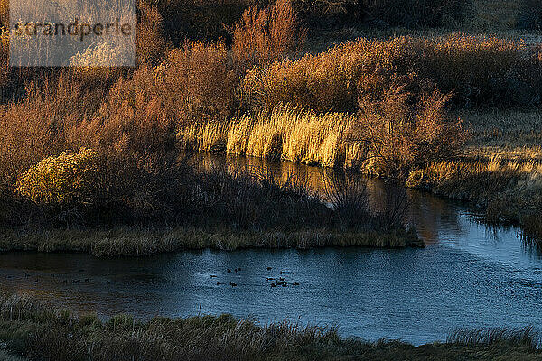 USA  Idaho  Bellevue  Herbstfarbene Binsen im Sonnenlicht am Teich