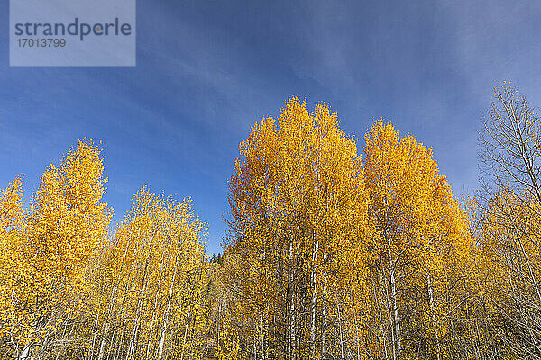 USA  Idaho  Sun Valley  Gelbe Bäume im Herbstwald