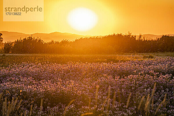 USA  Idaho  Picabo  Blumen auf Wiese bei Sonnenuntergang