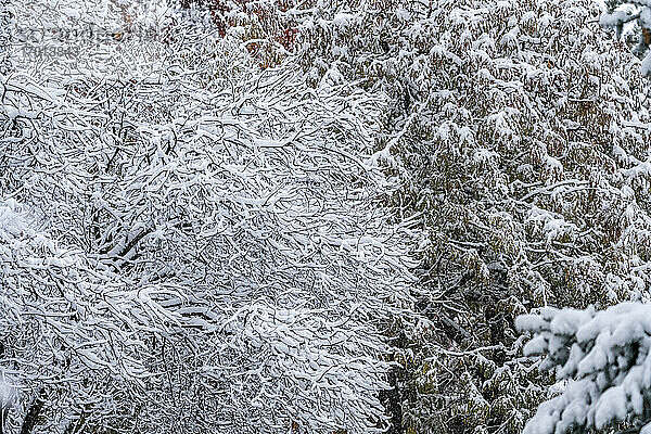 Bäume im Wald mit Winter Schnee bedeckt