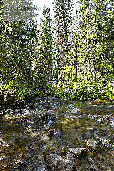 USA  Idaho  Sun Valley  Fluss im Wald