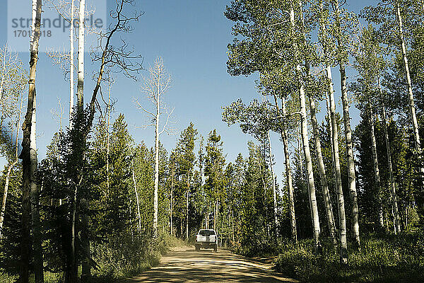USA  Utah  Uinta National Park  Auto auf Straße durch Wald in sonnigen Tag