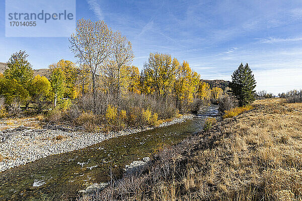 USA  Idaho  Sun Valley  Herbstlandschaft mit Fluss und gelben Bäumen