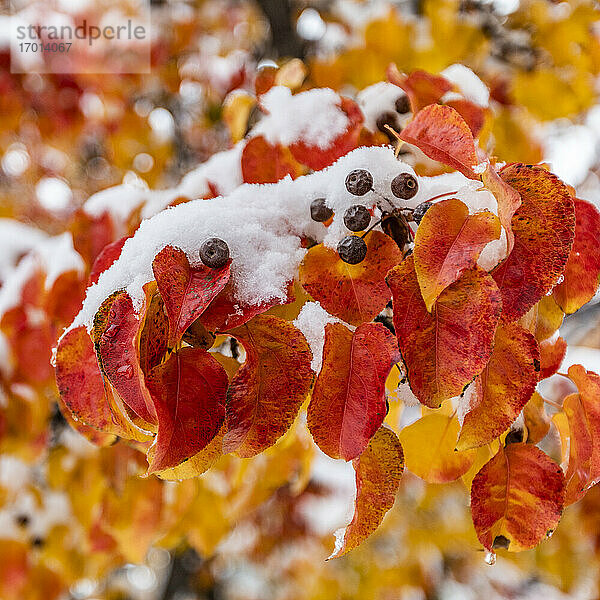 Nahaufnahme von Herbst Blätter auf Zweig mit Schnee bedeckt