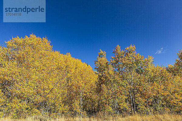 USA  Idaho  Sun Valley  Gelbe Espenbäume und blauer Himmel