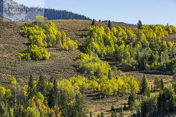 USA  Idaho  Sun Valley  Gelbe Espenbäume im Herbst Berge