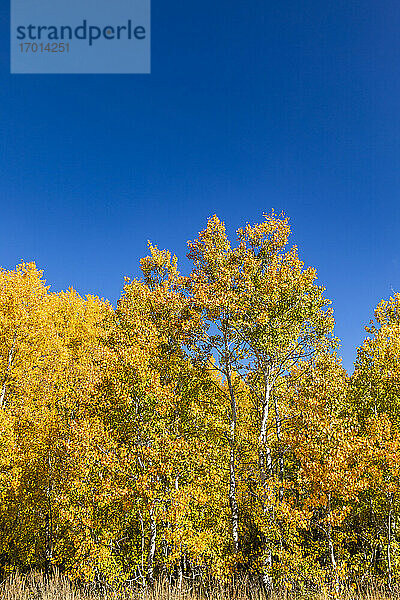 USA  Idaho  Sun Valley  Gelbe Espenbäume und blauer Himmel