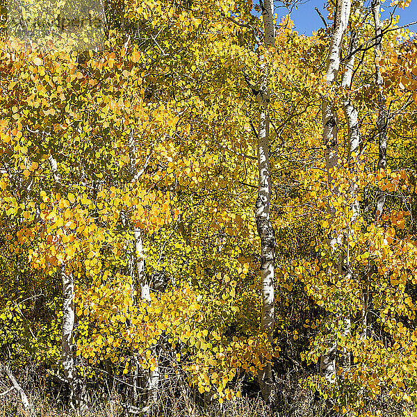 USA  Idaho  Sun Valley  Gelbe Espenbäume