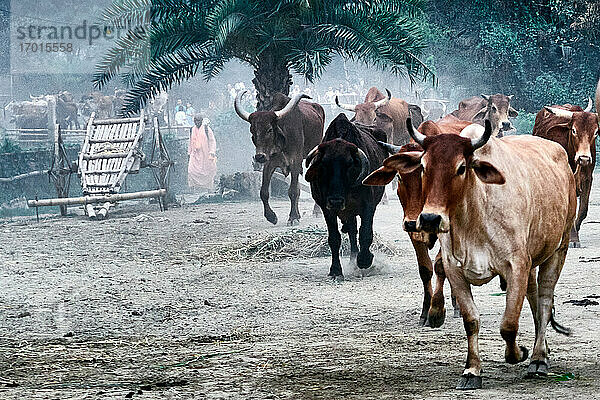 Indien  Westbengalen  Mayapur. Kankrej-Rinder sind eine Rasse von Zebu-Rindern. Sie stammen aus dem Kankrej Taluka des Banaskantha Distrikts im Staat Gujarat in Indien. Kankrej-Rinder sind groß in der Größe. Und es ist eine der schwersten indischen Rinderrassen. Ihre Farbe variiert von silber bis grau bis zu eisengrau oder stahlschwarz und sie haben leierförmige  starke Hörner. Die Ohren der Kankrej-Rinder sind groß  hängend und offen. Die Kankrej-Rinder sind sehr robuste und aktive Tiere.
