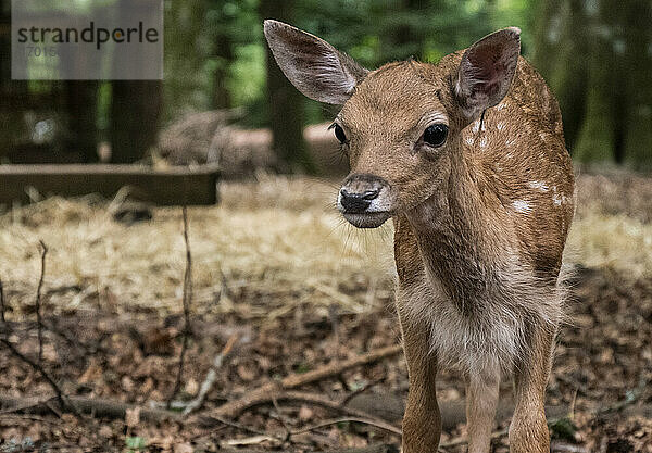 Nationalpark Gargano  Rehkitz  Hirschjunges im Naturschutzgebiet Umbra Forest  Italien  Halbinsel Gargano  Apulien  Foggia