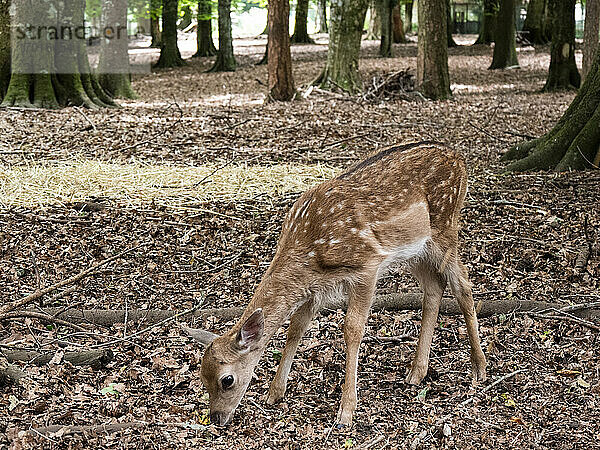 Nationalpark Gargano  Rehkitz  Hirschjunges im Naturschutzgebiet Umbra Forest  Italien  Halbinsel Gargano  Apulien  Foggia