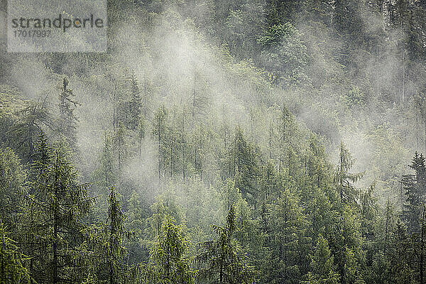 Nebel über Lärchenwald