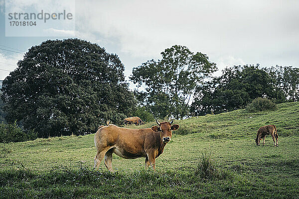 Weidende Kühe auf einem landwirtschaftlichen Feld gegen den Himmel