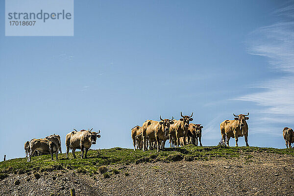 Kühe auf einem Feld gegen den Himmel an einem sonnigen Tag
