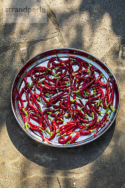 Kultivierte rote Chilis in Platten im Freien
