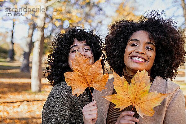 Lächelnde Freunde  die ein trockenes Ahornblatt halten  während sie im Park stehen