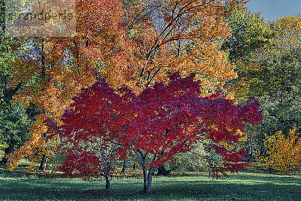 Malerischer Blick auf Herbstbäume im Park an einem sonnigen Tag
