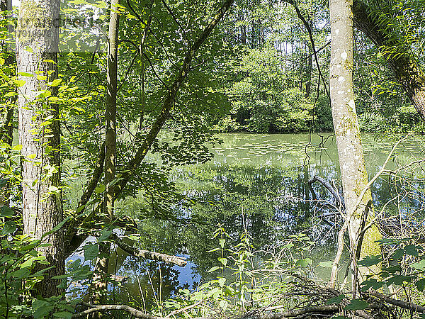 Ein Fluss fließt durch einen grünen Frühlingswald