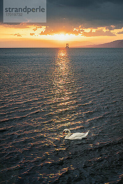 Höckerschwan (Cygnus olor) auf dem See bei Sonnenuntergang