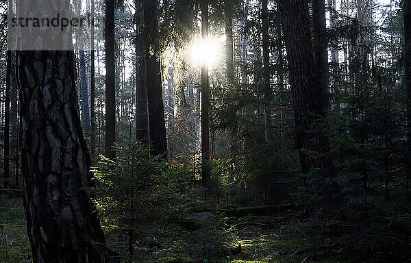 Wald bei Sonnenuntergang