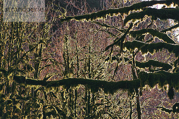 Moosbewachsene Waldbäume im Ritsa Relict National Park
