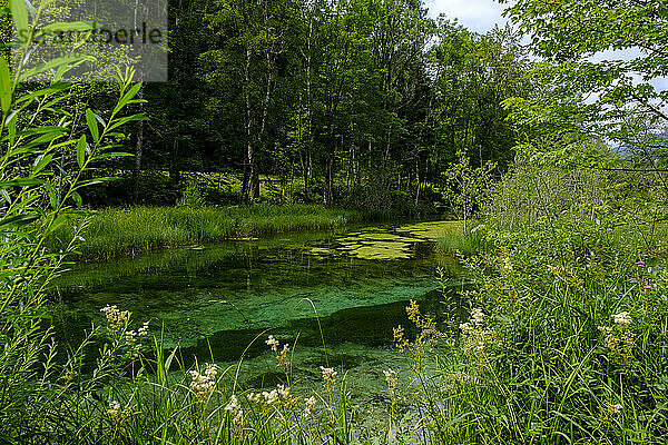 Die Ammer fließt im Frühjahr durch das Naturschutzgebiet Ettaler Weidmoos